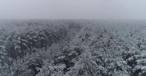 Beautiful 4k drone shot of pine forest with snow falling. Stock Footage 83877165
