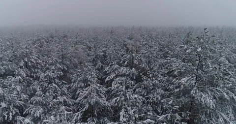 Beautiful 4k drone shot of pine forest with snow falling. Stock Footage 83881257