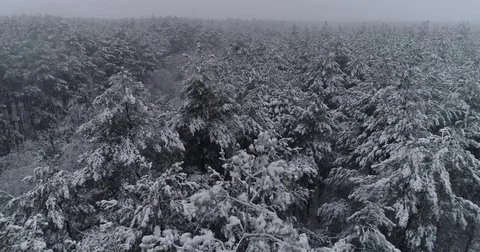 Beautiful 4k drone shot of pine forest with snow falling. Stock Footage 83881272