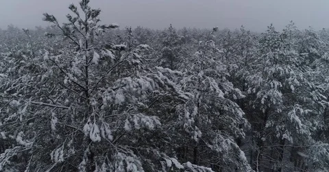 Beautiful 4k drone shot of pine forest with snow falling. Stock Footage 83881839
