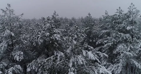 Beautiful 4k drone shot of pine forest with snow falling. Stock Footage 83881875