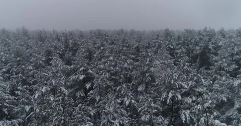 Beautiful 4k drone shot of pine forest with snow falling. Stock Footage 83881883