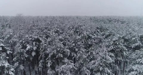 Beautiful 4k drone shot of pine forest with snow falling. Stock Footage 83882244