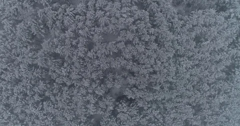 Beautiful 4k drone shot of pine forest with snow falling. Stock Footage 83882369