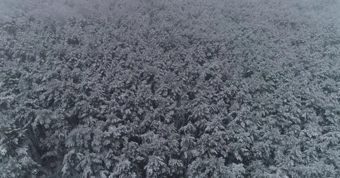 Beautiful 4k drone shot of pine forest with snow falling. Stock Footage 83882430