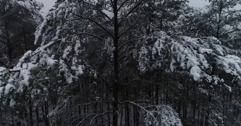 Beautiful 4k drone shot of pine forest with snow falling. Stock Footage 83883117