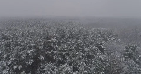 Beautiful 4k drone shot of pine forest with snow falling. Stock Footage 83883173
