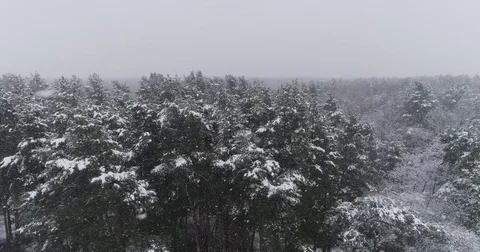 Beautiful 4k drone shot of pine forest with snow falling. Stock Footage 83883532