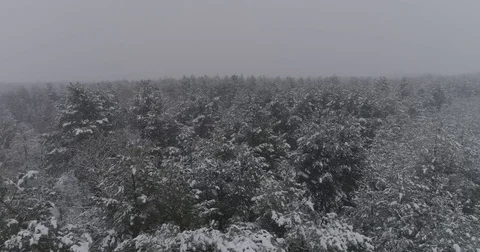 Beautiful 4k drone shot of pine forest with snow falling. Stock Footage 83883809