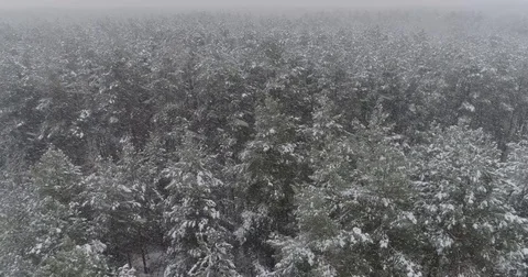 Beautiful 4k drone shot of pine forest with snow falling. Stock Footage 83884106