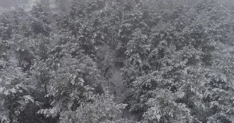 Beautiful 4k drone shot of pine forest with snow falling. Stock Footage 83884345