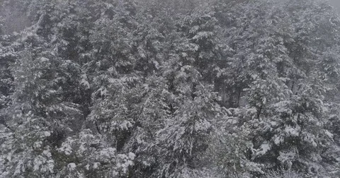 Beautiful 4k drone shot of pine forest with snow falling. Stock Footage 83884741