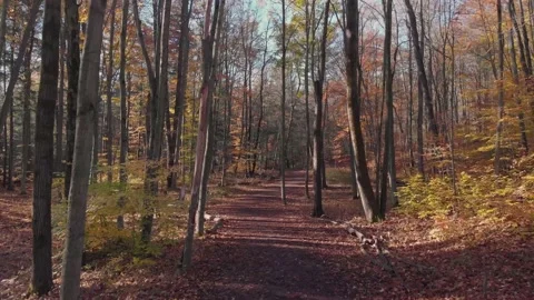 Beautiful 4k Fall/Autumn fly through in forest Video stock 165545843