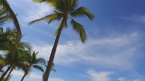 Beautiful 4k Palm tree pan Video stock 85245330