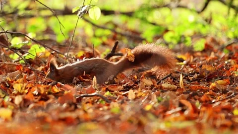 Beautiful 4K slow-motion of a red squirrel playing in the colorful autumn leaves Vídeo Stock 291326320