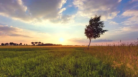Beautiful 4k time lapse with small birch tree on summer fields. Stock Footage 154368028