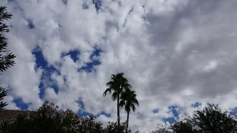 Beautiful 4K Timelapse of Palm Tree Vidéo 84919321