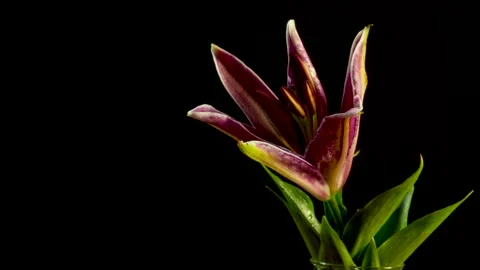 A beautiful 4k video Time-lapse of a tiger lily flower blooming and opening up. Stock Footage 260595205