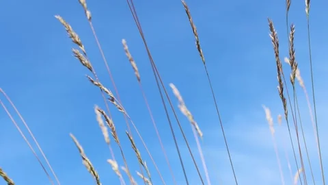 Beautiful abstract background with dry beige spikelets of flowers against Stock Footage 203931670