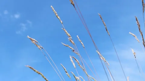Beautiful abstract background with dry beige spikelets of flowers Stock Footage 203931708