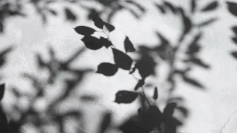 Beautiful abstract background with reflection of tree leaves on a concrete wall Stock Footage 203931970