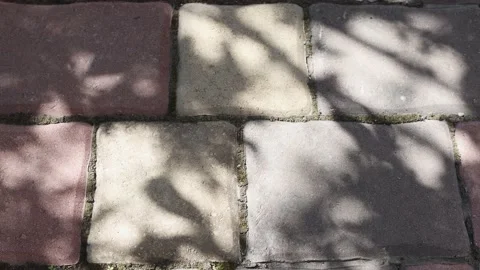 Beautiful abstract background with a shadow from the leaves Stock Footage 196316694