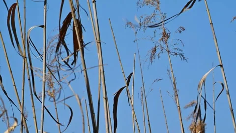 Beautiful Abstract background view with shallow depth of field of  Reeds Stock Footage 283862275