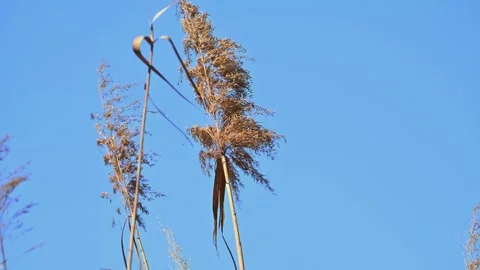 Beautiful Abstract background view with shallow depth of field of  Reeds Stock Footage 283862276