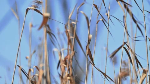 Beautiful Abstract background view with shallow depth of field of  Reeds Stock Footage 283862277