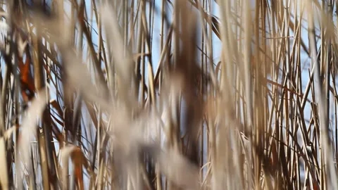 Beautiful Abstract background view with shallow depth of field of  Reeds Stock Footage 283862299