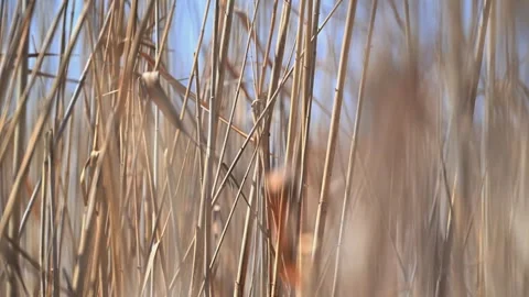 Beautiful Abstract background view with shallow depth of field of  Reeds Stock Footage 283862307