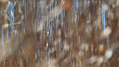 Beautiful Abstract background view with shallow depth of field of  Reeds Stock Footage 283862312