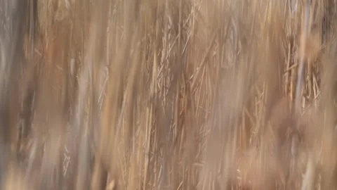 Beautiful Abstract background view with shallow depth of field of  Reeds Stock Footage 283862315
