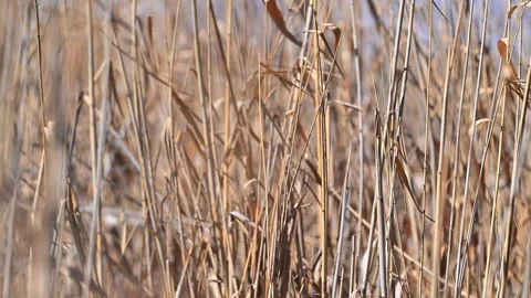 Beautiful Abstract background view with shallow depth of field of  Reeds Stock Footage 283862316