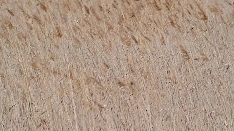 Beautiful Abstract background view with shallow depth of field of  Reeds Stock Footage 283862333