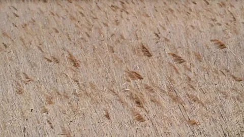 Beautiful Abstract background view with shallow depth of field of  Reeds Stock Footage 283862336