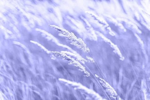 Beautiful abstract closeup of dried meadow grass toned in trendy color of year Stock Photos