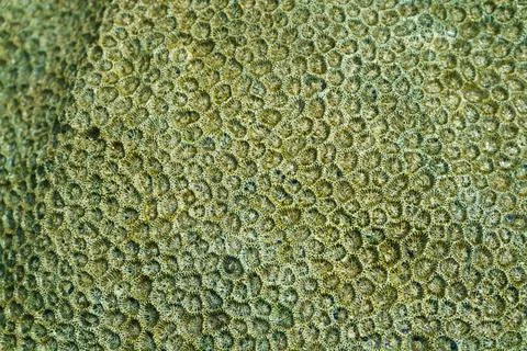 Beautiful abstract pattern of corals Stock Photos