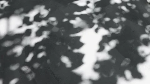Beautiful abstract shadow from the branches and leaves of a tree Stock Footage 203932281