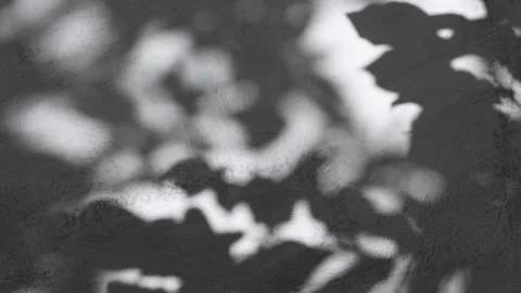 Beautiful abstract shadow from the branches and leaves Video stock 203932337