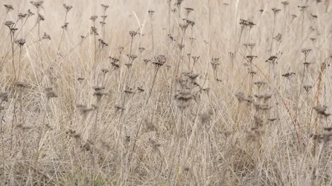 Beautiful abstract texture of dry grass. Stock Footage 73980513