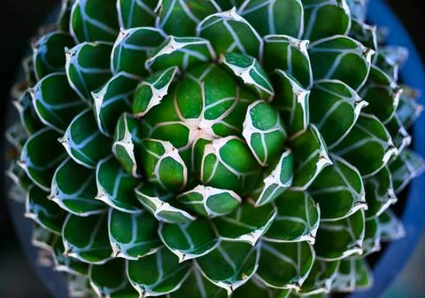 Beautiful abstract top view of the agave plant Stock Photos