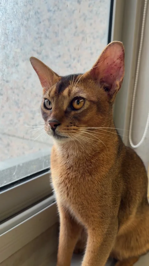 Beautiful abyssinian cat poses by window in daytime, capturing natural light and Video stock 325185956