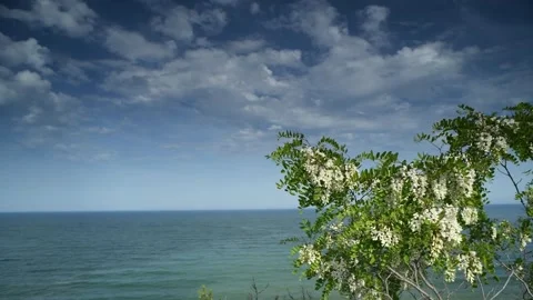 Beautiful acacia branches against the backdrop of the sea. Stock Footage 335654502