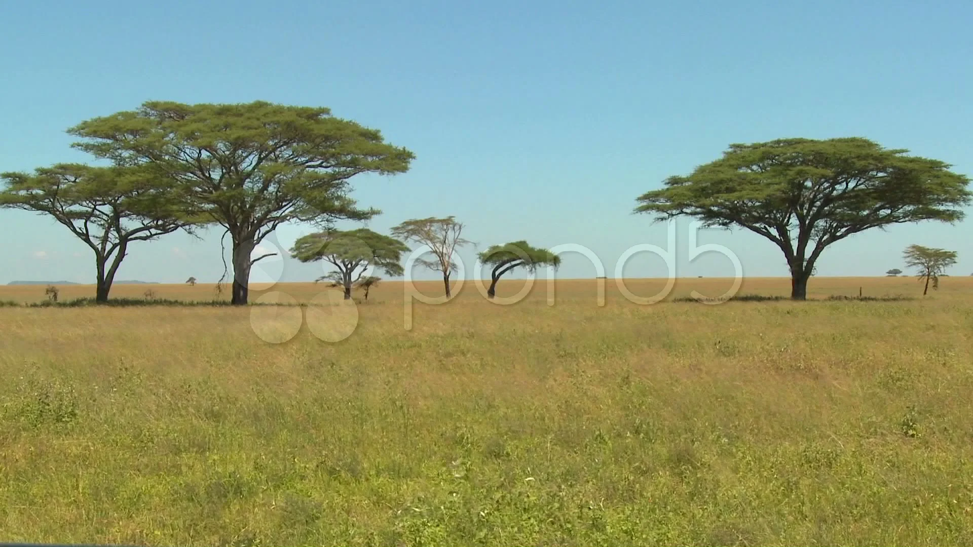 african grassland trees