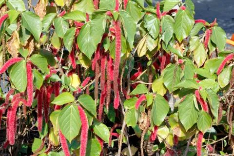 Beautiful acalypha pendula or firetail plant Stock Photos