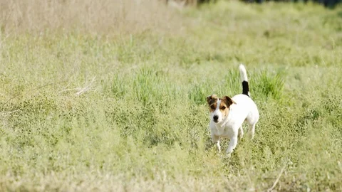 Beautiful active dog of Jack Russell Terrier breed runs on camera 스톡 동영상 89551939