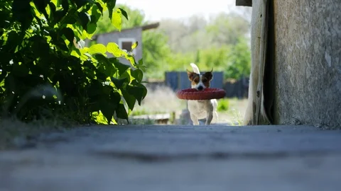Beautiful active dog of Jack Russell Terrier breed runs on camera 스톡 동영상 89797756