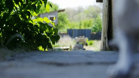 Beautiful active dog of Jack Russell Terrier breed runs on camera Stock-Footage 89797932