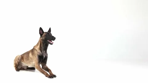 Beautiful, active, smart Shepherd dog following basic commands, posing over Stock Footage 229305566